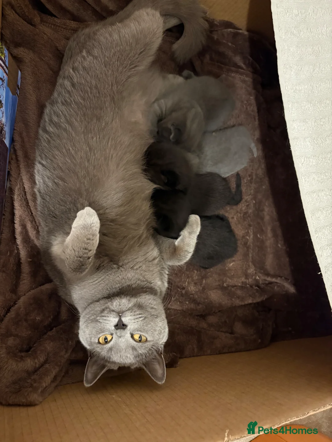 British Shorthair cats for sale: British shorthair cross kittens - Advert 1