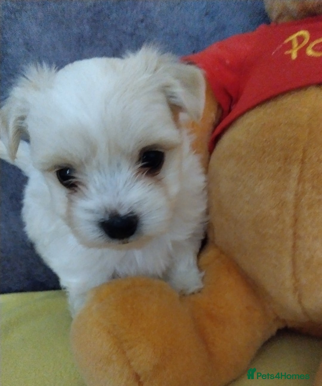 Morkie dogs for sale: Beautiful Morkie Puppies - Image 18