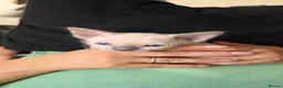 Sphynx cats for sale: Adorable Sphinx kittens  - Advert 7
