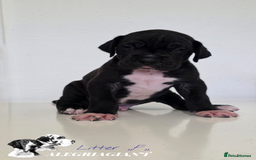 Great Dane dogs for sale: Fabolous Great danes  - Advert 10