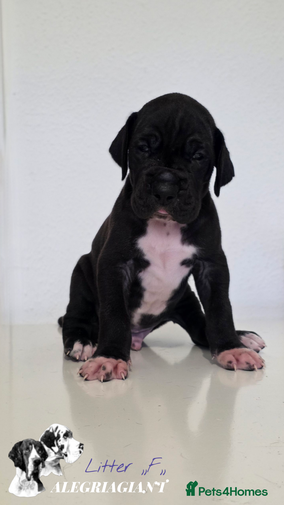 Great Dane dogs for sale: Fabolous Great danes  - Advert 10