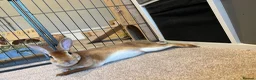 Rex rabbits for sale: Neutered Male Mini Rex  - Advert 8