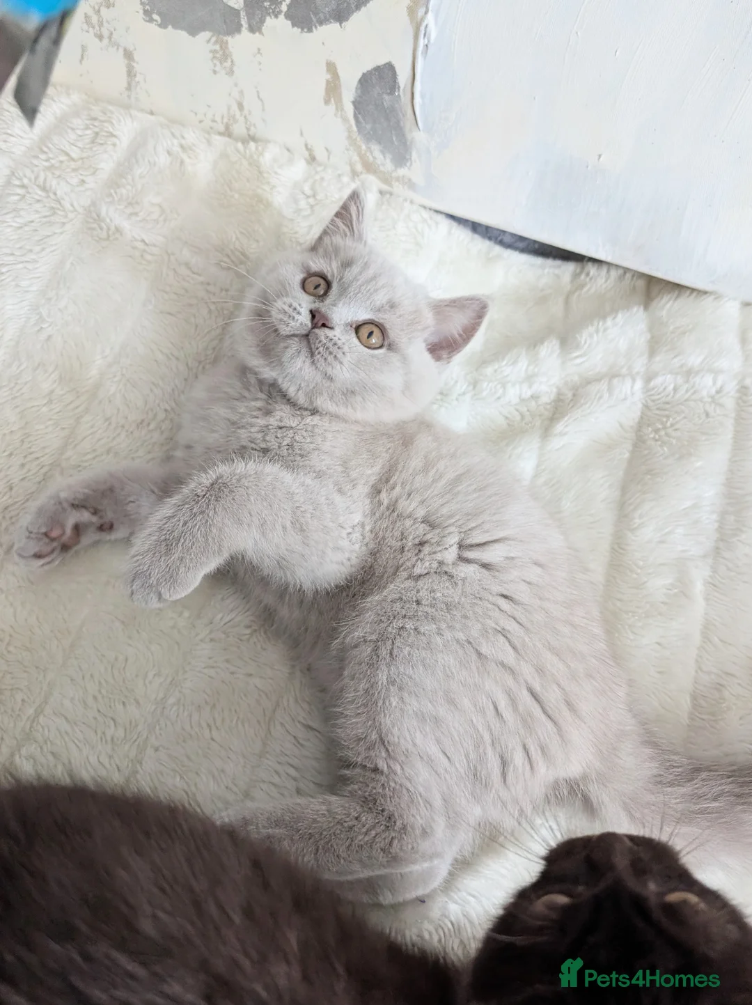 Scottish Fold cats for sale: Beautiful lilac kittens looking for home✨😻 - Advert 2