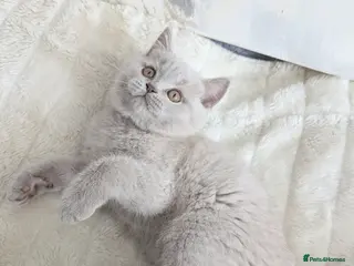 Scottish Fold cats for sale: Beautiful lilac kittens looking for home✨😻 - Advert 2
