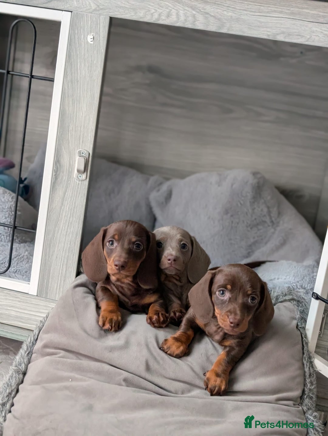 Miniature Dachshund dogs for sale: Adorable little of miniature daschunds  - Advert 6