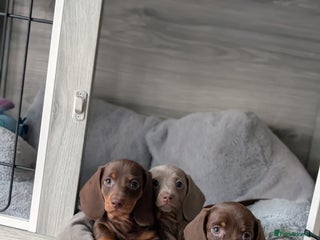 Miniature Dachshund dogs Adorable little of miniature daschunds - Advert 1