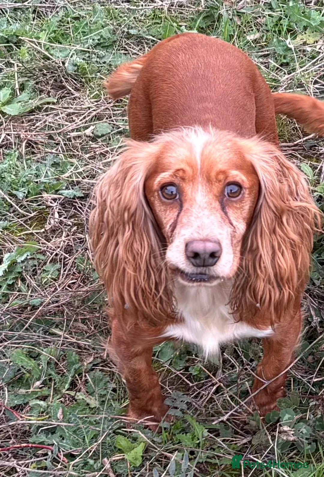 Cocker Spaniel dogs for sale: Pippa in Barnsley - Advert 1