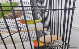 Lovebirds birds for sale: 3 baby lovebirds for sale - Image 7