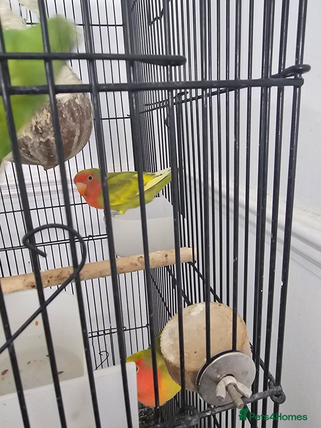 Lovebirds birds for sale: 3 baby lovebirds for sale - Image 7