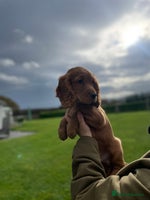 Cocker Spaniel dogs - Advert 4