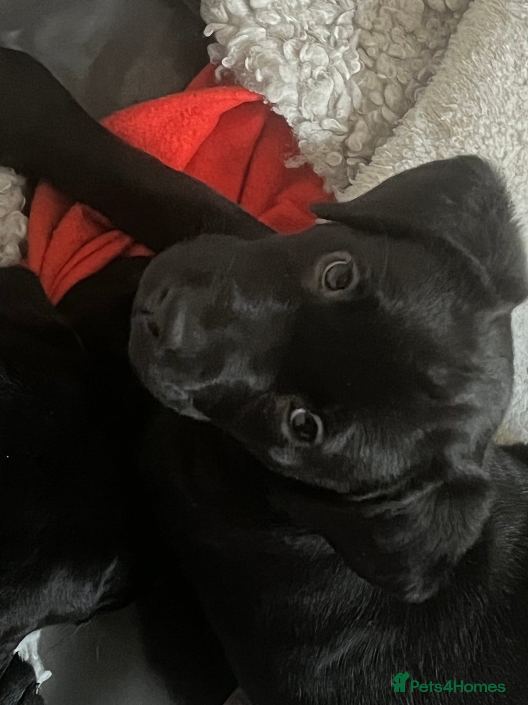 Labrador Retriever dogs for sale: Pedigree Labrador parents have 3 charming pups - Advert 2
