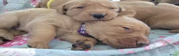 Labrador Retriever dogs for sale: Little Labradors, Ready for Their Next Adventure in Derby - Advert 22