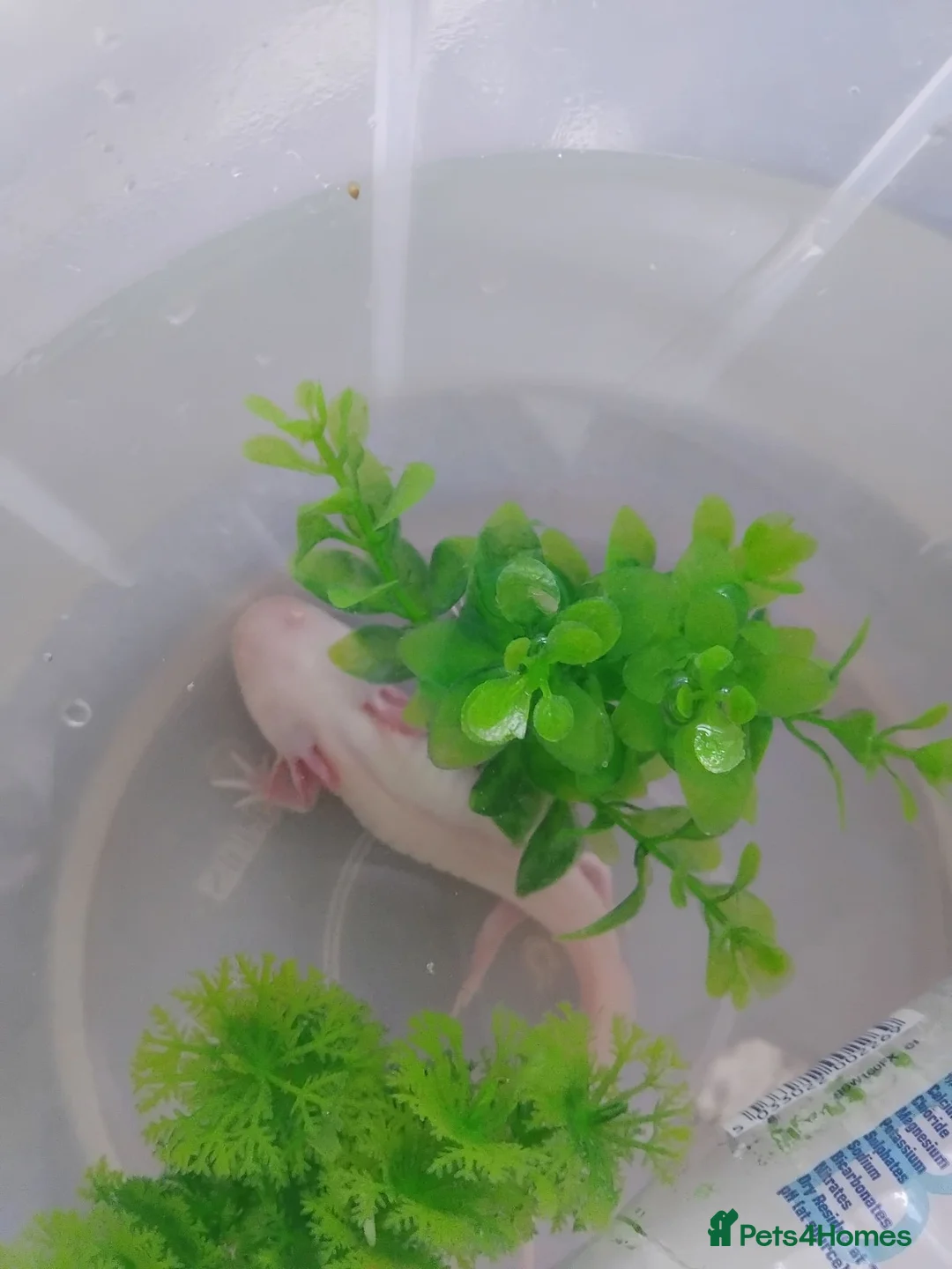 Axolotl reptiles for sale: Albino axolotl  - Advert 4