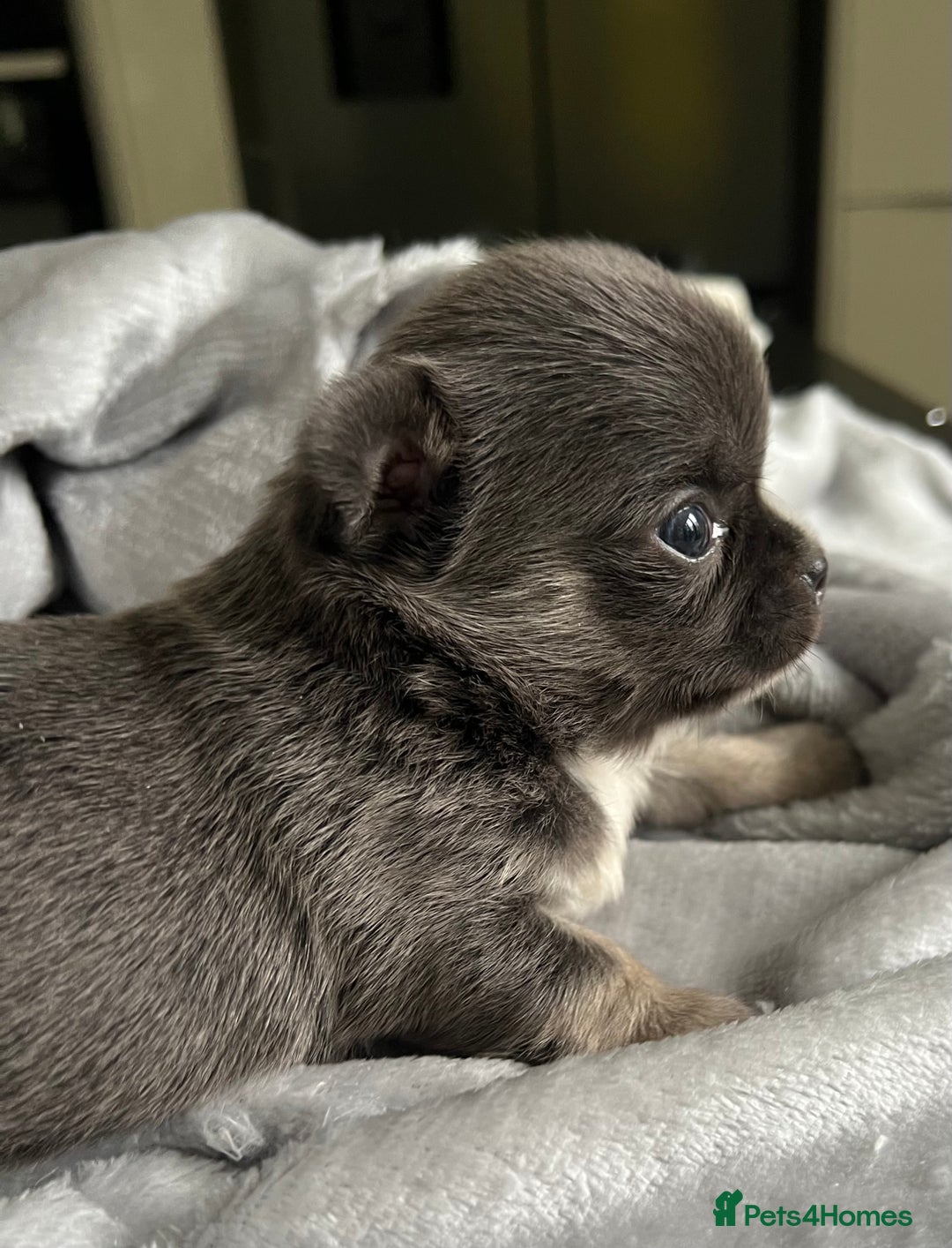 Chihuahua dogs for sale: Stunning top quality long haired Chihuahuas - Advert 10