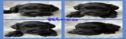 Miniature Schnauzer dogs for sale: BVA/MAC TESTED CLEAR - KC REG 2 BLACK GIRLS - Advert 17