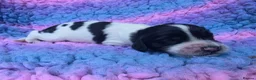 English Springer Spaniel dogs for sale: KC Homebred Health Tested Vet Social Pups 🩷 - Advert 26