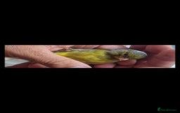 Canaries birds for sale: Two Canary Birds for sale, £20 each - Image 26