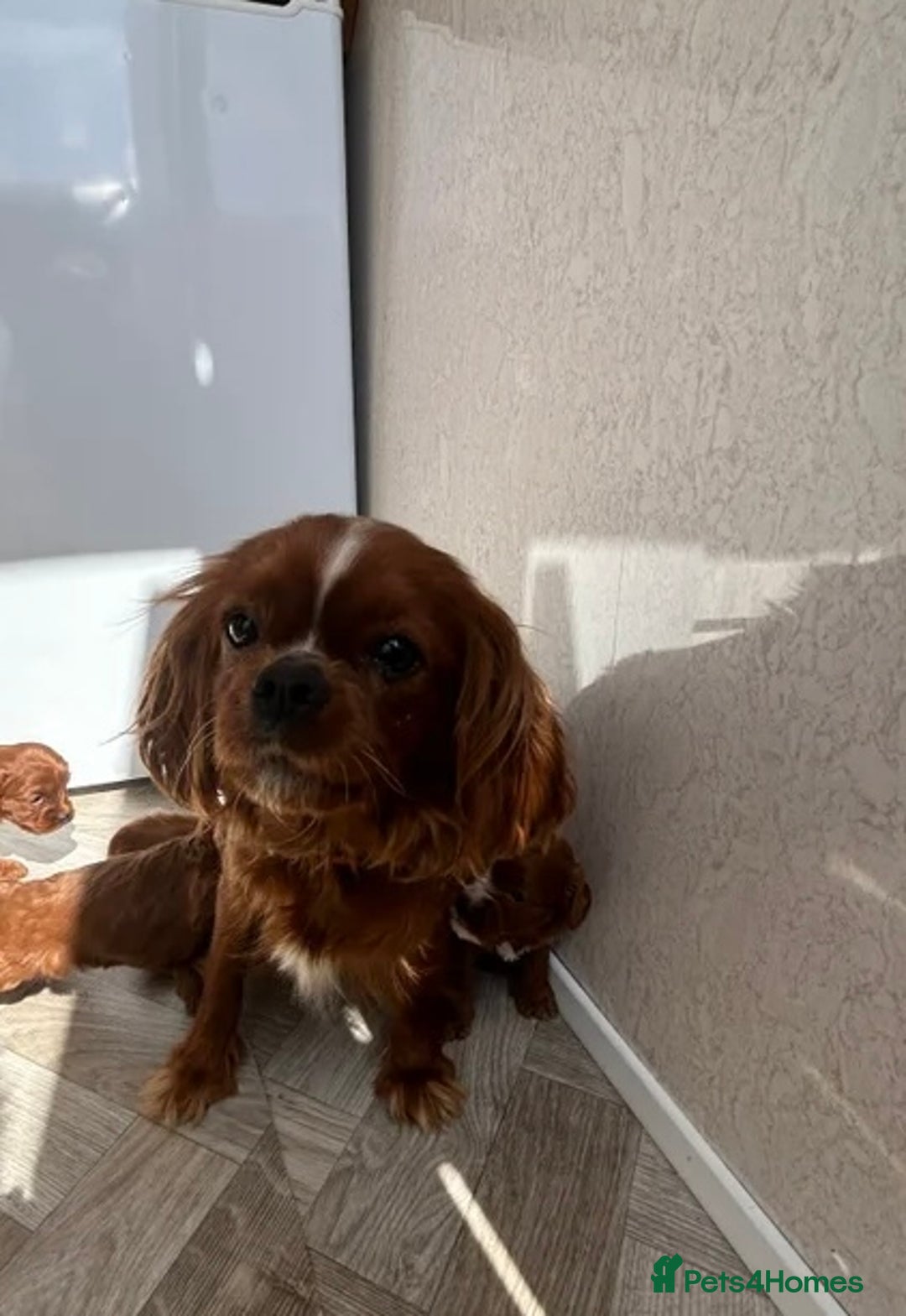 Cavalier King Charles Spaniel dogs for sale: Cavalier King Charles puppies.  - Advert 1