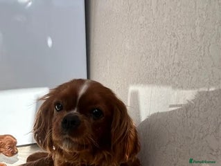 Cavalier King Charles Spaniel dogs Cavalier King Charles puppies. - Advert 3