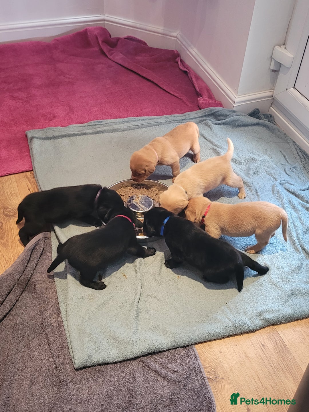 Labrador Retriever dogs for sale: Beautiful pedigree puppies ready 30th Sept - Image 1
