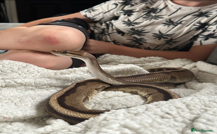 Snake reptiles - Advert 1