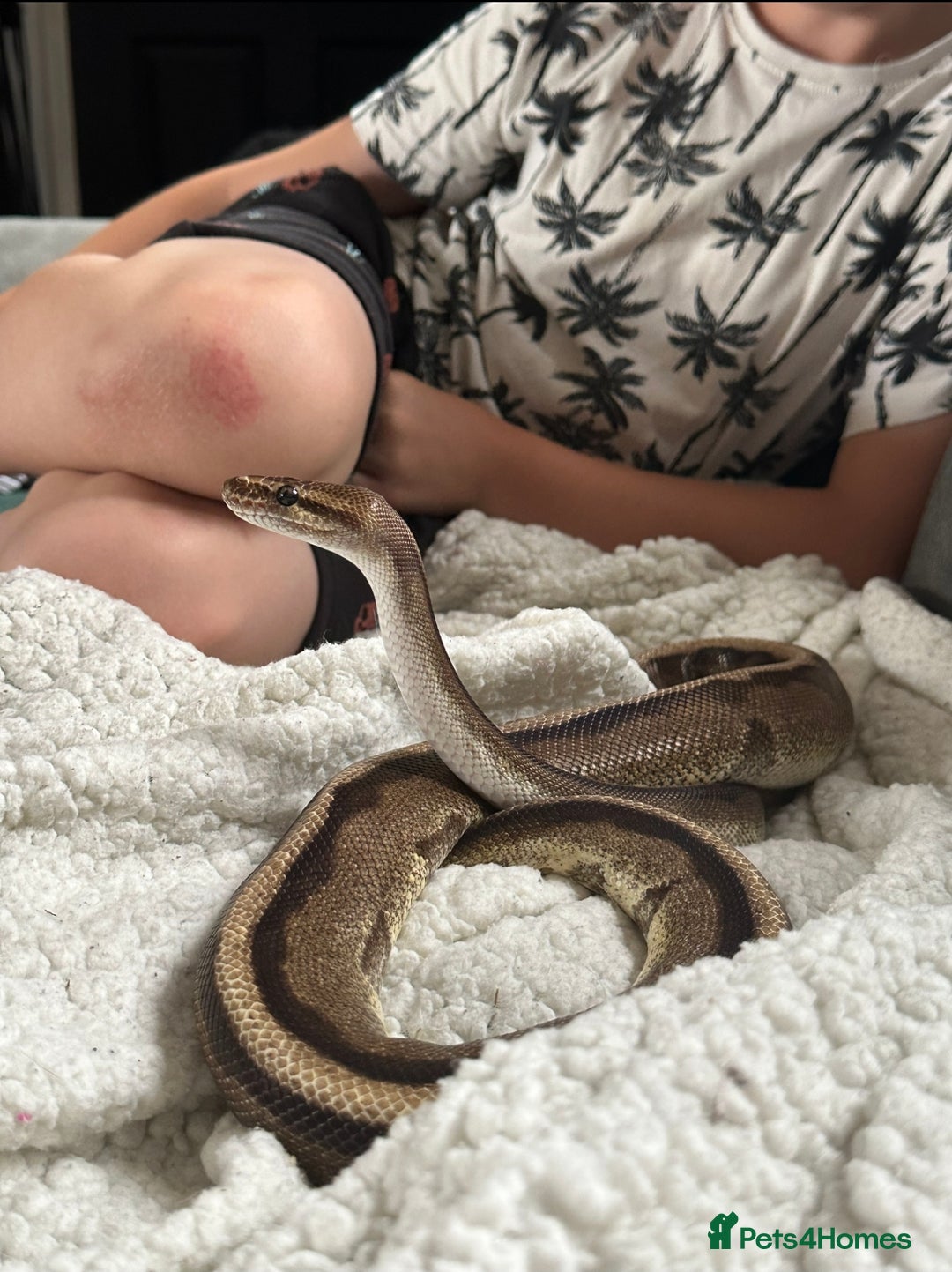 Snake reptiles for sale: Beautiful G-Stripe - Image 1