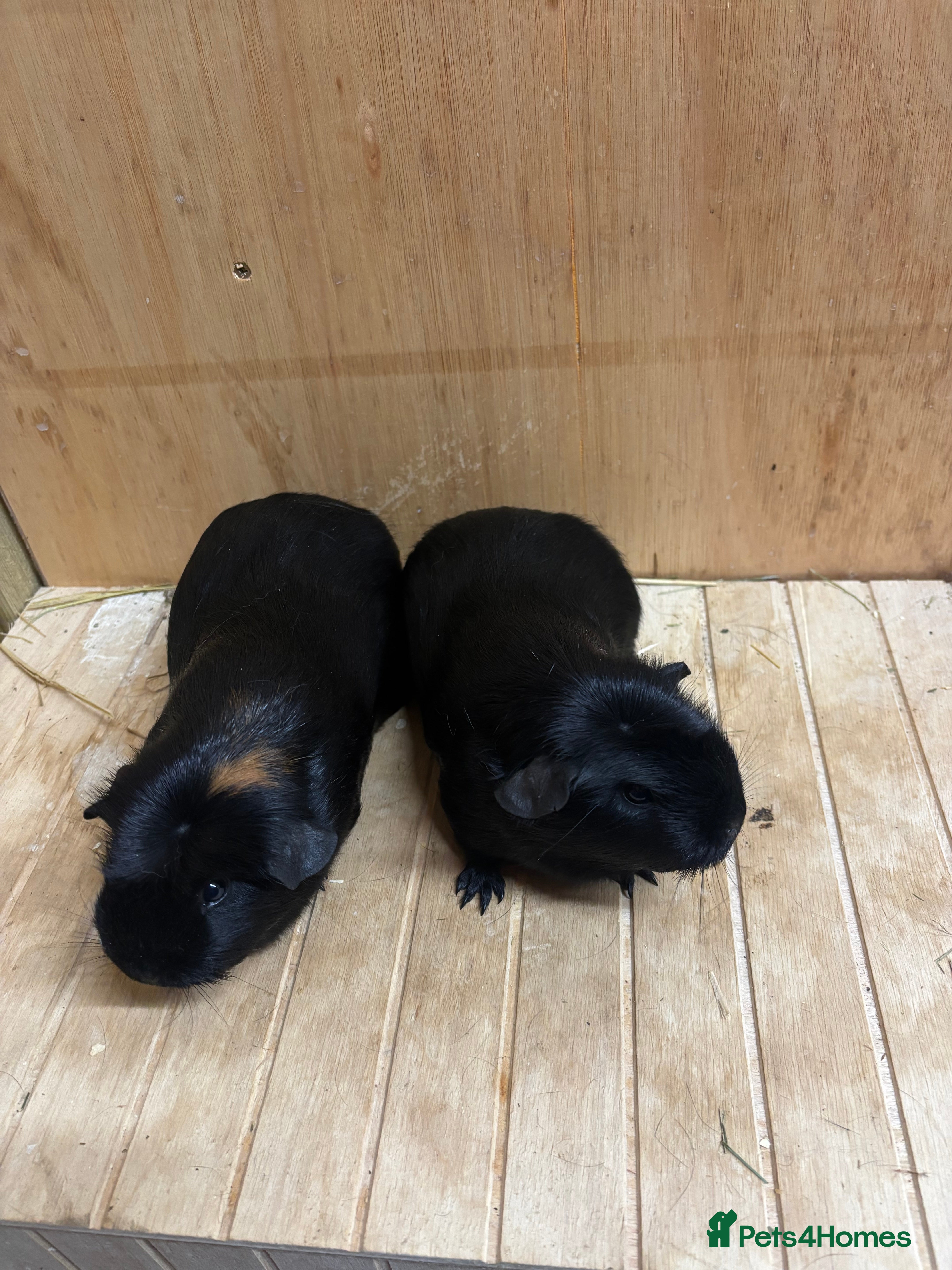 Guinea Pig rodents Crested sow pair  - Advert 7