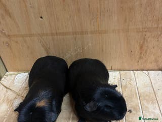 Guinea Pig rodents Crested sow pair - Advert 7