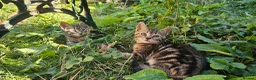 Mixed Breed cats for sale: Cute tabby kittens in London - Advert 10