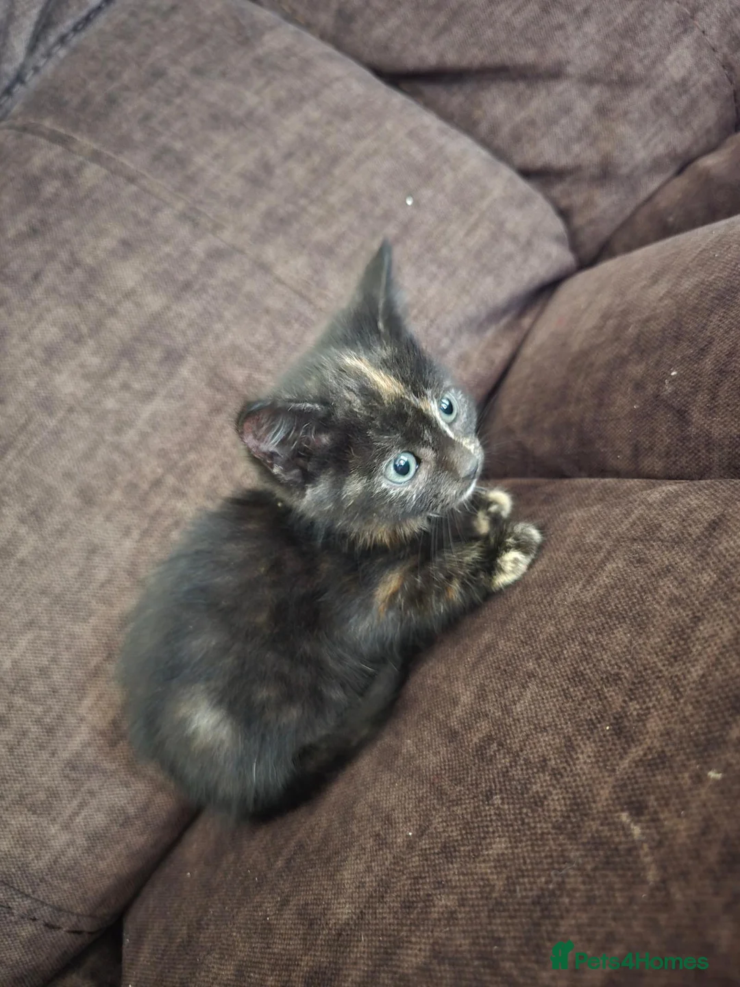 Mixed Breed cats for sale: X2 beautiful kittens looking for forever homes in Salisbury - Advert 1