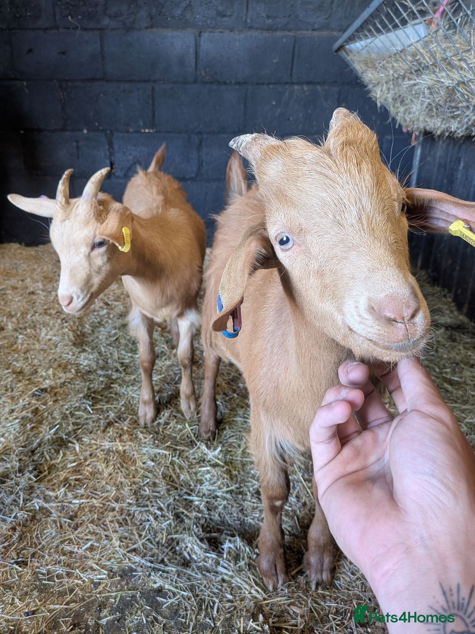Goats livestock 1 mum and 4 babies Golden Guernseys  - Advert 3
