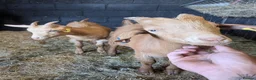 Goats livestock for sale: 1 mum and 4 babies Golden Guernseys  in Princes Risborough - Advert 1