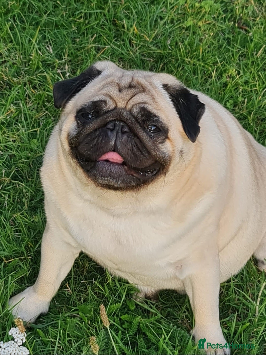Pug dogs for sale: Pug - Tyrone - Advert 3