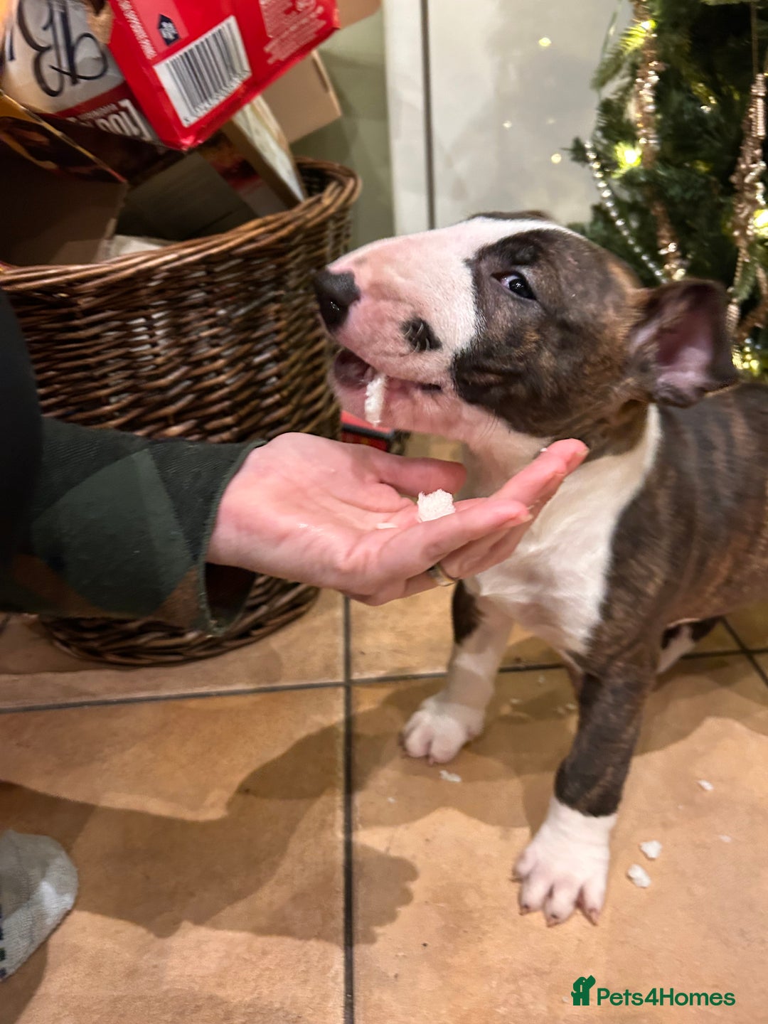 English Bull Terrier dogs for sale: Chunky english bull terriers for sale - Advert 6