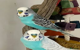 Budgerigars birds for sale: Boy budgies  - Image 9