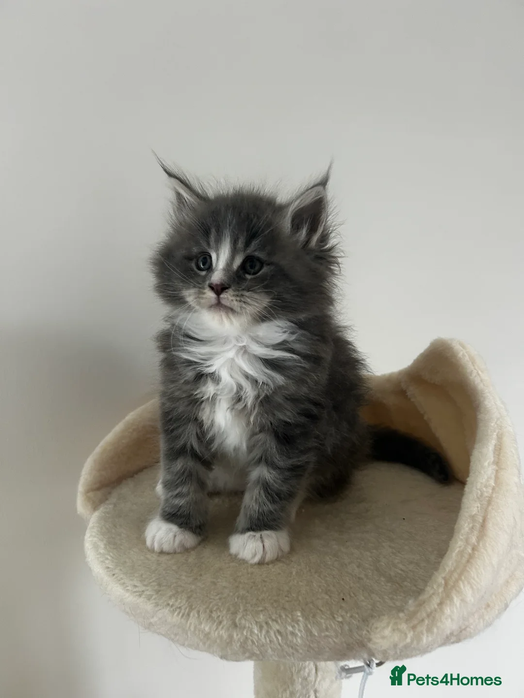 Maine Coon cats for sale: Find Your Purrfect Match! - Advert 8