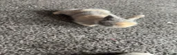 Lionhead rabbits for sale: Lions head ready to reserve  - Advert 2