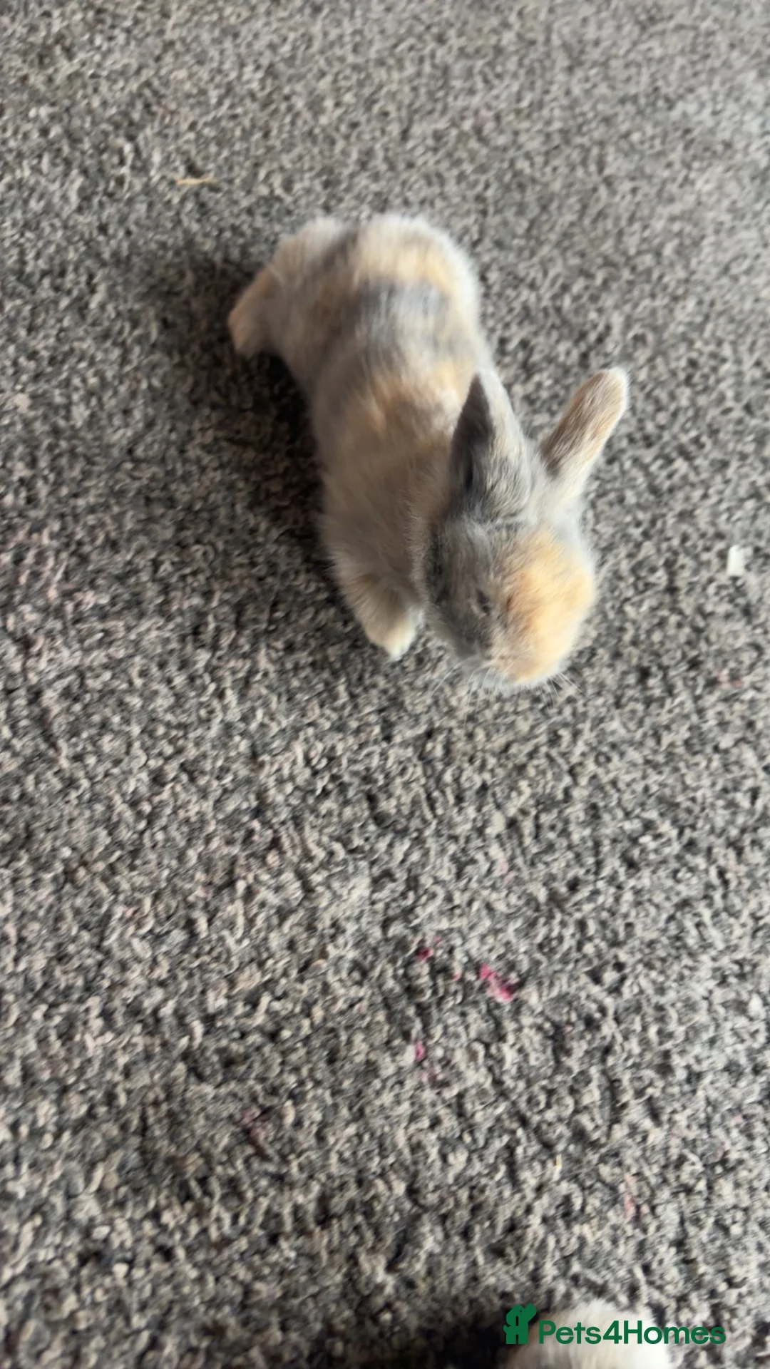 Lionhead rabbits for sale: Lions head ready to reserve  - Advert 2