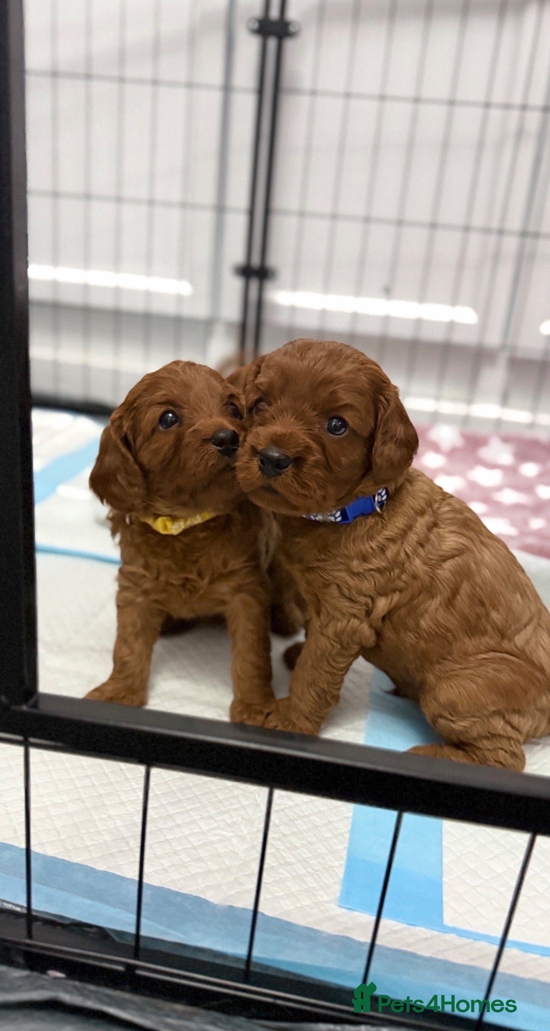Cavapoo dogs Beautiful F1 Cavapoos - Advert 17