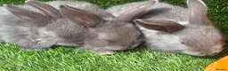 Mixed Breed rabbits for sale: Gorgeous grey bunnies  - Advert 4