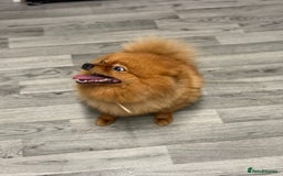 Pomeranian dogs for sale: Female Pomeranian  - Image 4