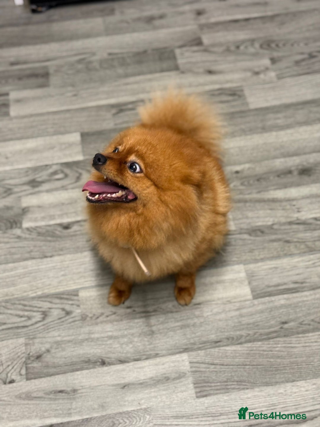 Pomeranian dogs for sale: Female Pomeranian  - Image 4