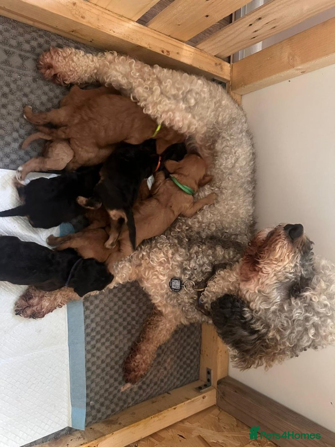 Cavapoo dogs for sale: 💛Gorgeous Cavapoo Puppies Looking 4 Forever Homes - Advert 1