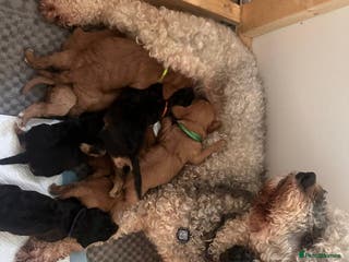 Cavapoo dogs 💛Gorgeous Cavapoo Puppies Looking 4 Forever Homes - Advert 1