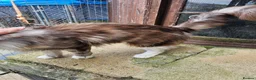 Maine Coon cats for sale: Amazing pedigree Mainecoon Female  - Advert 4
