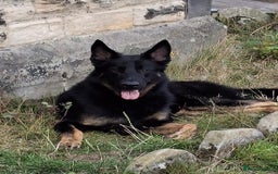 German Shepherd dogs for sale: KC Reg Working Line GSD pups. - Image 1