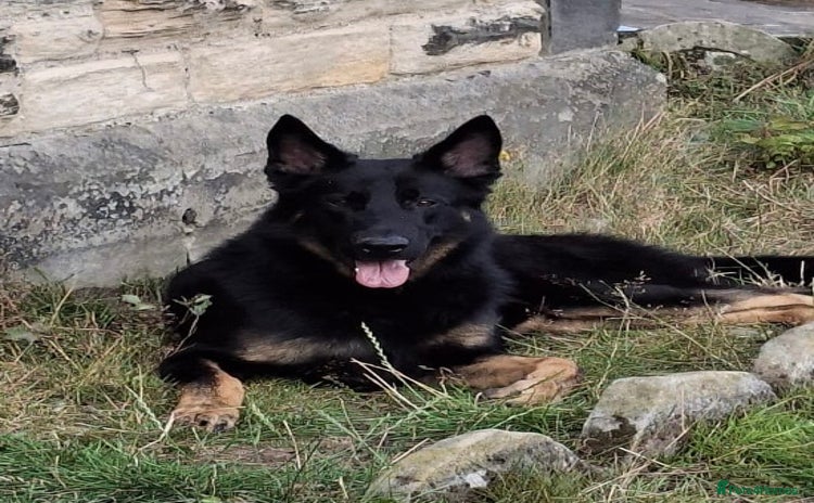 German Shepherd dogs - Advert 3