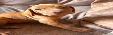 Hungarian Vizsla 7
