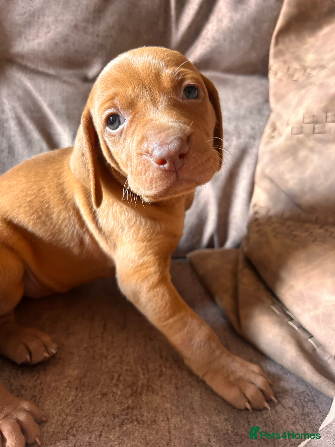 Hungarian Vizsla dogs for sale: Hungarian viszla puppies  - Advert 2