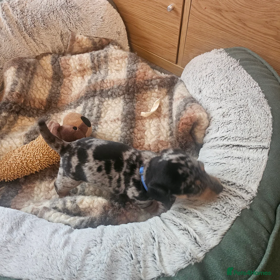 Jackshund dogs for sale: A stunning Jack Russell Terrier and Dachshund mix. - Advert 33